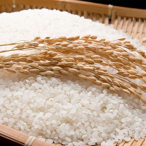ข้าวไวลาโคนิค นิวครอป 2026 ข้าวญี่ปุ่นเวียดนาม คาลโรส เมล็ดสั้น สีขาว 5% ข้าวหักเกรดดี ขัดเงาสองครั้ง แห้ง นุ่ม เหมาะสำหรับทำซูชิ - Product Image 1