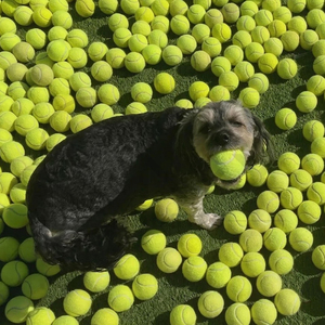 ลูกเทนนิสคุณภาพพรีเมียมรุ่นใหม่ มองเห็นได้ชัดเจน ทนทาน พร้อมปลอกหุ้มแบบหนา สมดุลความเร็วและความควบคุมได้อย่างสมบูรณ์แบบ ขนาดมาตรฐาน - Product Image 2