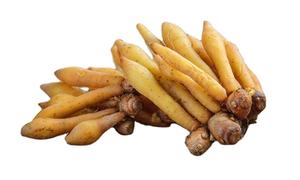 Haute qualité frais séché Boesenbergia Rotunda Herb blanc Kra-Chai Thaïlande chaîne cultivée extrait de plantes dans un emballage à tambour - Product Image 3