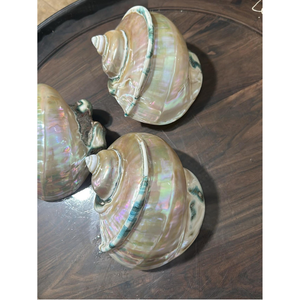 Coquille de turbo décorative faite à la main, naturelle et durable, pour la création artistique, la décoration et le style côtier - Product Image 1
