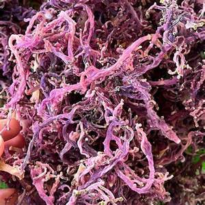 SEAMOSS NATURAL DE ALTA CALIDAD DE PROVEEDORES VIETNAMES - Product Image 1