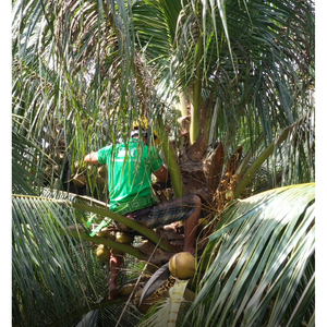 Venta al por mayor de agua de coco fresca de 330ml con pulpa directamente de Vietnam - Product Image 2