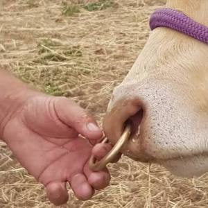 High Quality Premium Adjustable Reusable Bull Nose Clamp Rings-Durable Livestock Cattle Nose <b>Holder</b> for Veterinary Use <b>Control</b> - Product Image 3