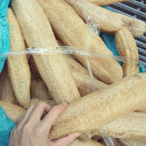 Loofah entier séché du Vietnam de haute qualité pour la fabrication artisanale industrielle et le gommage naturel en gros - 99 Gold Data Co - Product Image 5