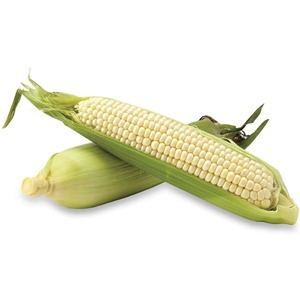 Expédition en vrac de maïs blanc frais pour l'exportation, qualité grain pur, en sacs sous vide, destiné aux importateurs, par un fournisseur alimentaire de confiance - Product Image 2