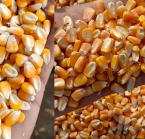 Maíz amarillo - Maíz amarillo dulce francés al por mayor para alimentación animal |   Granos de maíz secos al por mayor disponibles a precio de mayorista - Product Image 4