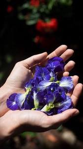 Butterfly Pea Flower Powder Organic <b>Slimming</b> Herbal <b>Tea</b> Vietnam Bulk Supply EXPAD Brand - Product Image 2