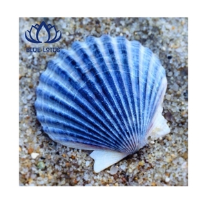 เปลือกหอยเชลล์ขัดเงาอย่างดี ปี 2026 กำลังเป็นที่นิยม เหมาะสำหรับตกแต่งบ้านและงาน DIY ทนทาน สีสันสดใส คุณภาพส่งออก - Product Image 1