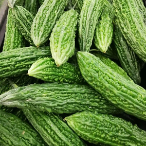 Semillas de Melón Amargo Avanzadas para Cultivo a Gran Escala con Fuerte Resistencia a Enfermedades y Alta Tasa de Germinación - Product Image 1