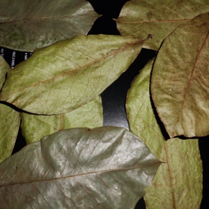 Feuilles de corossol séchées EXPAD 500g - Bonnes pour la santé et sûres à utiliser Infuser avec de l'eau chaude - Product Image 6