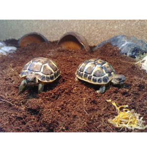 Bolsas de Fibra de Coco Sueltas, Ideales para Sustrato de Terrarios de Reptiles y Anfibios, 100% Libre de Químicos, Sustrato Ecológico Limpio al Mejor Precio - Product Image 2