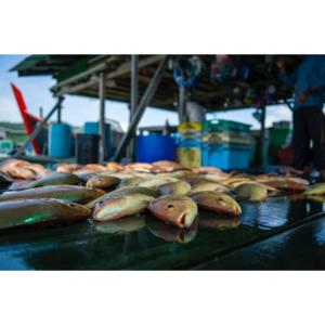 Polvo de enzimas de pescado probióticos de grado de alimentación animal sostenible para mejorar la salud y el rendimiento en la acuicultura - Product Image 2