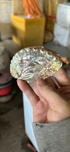[VENTA EXITOSA] |   3 Piezas de Conchas de Caracol Ermitaño Pequeñas, Color Amarillo, Blanco, Verde y Plateado, Decoración para el Hogar, Venta al por Mayor, Vietnam - Product Image 3