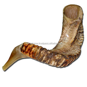 La mejor calidad Ram Horn Shofar Cuerno natural Shofar para soplar y propósito religioso Kosher Shofar Pulido Ram Sheep Horn - Product Image 2
