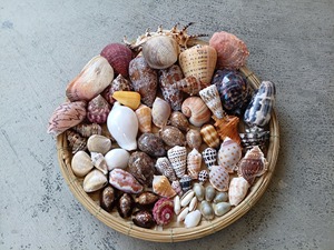 5PCS Large Hermit <b>Crab</b> Shells Natural Sea Conch Size 2.8" 3.9" Opening Size 1.5" 2.5" Turbo Seashells Real Touch Christmas Beach - Product Image 3