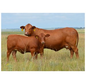 ผู้จัดจำหน่ายวัวเนื้อ Beefmaster สำหรับผู้เพาะพันธุ์ปศุสัตว์และธุรกิจเกษตรกรรม - Product Image 5