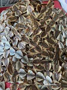 Poisson Jaune Séché Premium Salé Séché au Soleil Fruits de Mer Entiers Snack de Fruits de Mer du Vietnam Poisson Jaune Séché Sain 2026 - Product Image 4