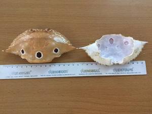 Cáscara de Cangrejo Seca, Fuente Natural de Carbonato de Calcio - Katty - Product Image 6