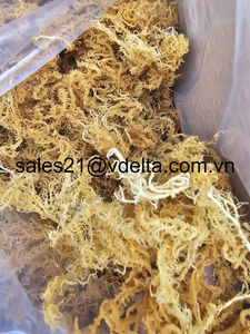 100% natural <b>dried</b> sea <b>moss</b> - superfood-high quality-OEM-golden and purple sea <b>moss</b>-Irish <b>moss</b>- Eucheuma Cottonii /Ms. Lima - Product Image 2