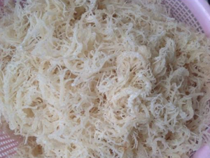 Suministro de Fábrica: Algas Cottonii de Vietnam, Biomasa Marina Seca Cruda para el Procesamiento de Carragenano - Product Image 2