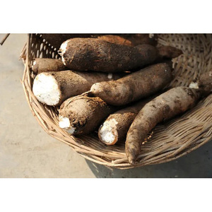 RAÍZ DE YUCA CONGELADA AL MEJOR PRECIO, CALIDAD SUPERIOR - Product Image 3