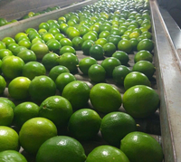 Citron en gros du Vietnam fruits frais sans pépins citron vert lime produit agricole du Vietnam norme d'exportation vers Dubaï