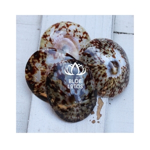 Excelente Relación Calidad-Precio: Diseño Elegante de Concha de Limpet para Proyectos Económicos y Pieza Estructural Versátil para Decoración Diaria del Hogar - Product Image 1