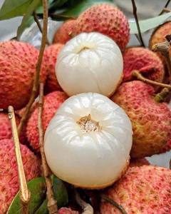 Lichi Enlatado de Calidad de Exportación en Almíbar, Sabor Natural Dulce, Lichi Sin Hueso, Premium para Té de Frutas, Adorno para Smoothies, Lichi Fresco - Product Image 2