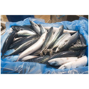 Atún Congelado Orgánico del Pacífico/Índico/Atlántico, Partes del Cuerpo de Pescado, Conservación en Agua, Precios Competitivos, Congelado a Granel - Product Image 4