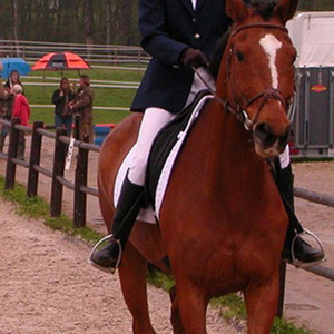 Estribo de Seguridad con Almohadilla de Goma, Accesorios Ligeros de Hierro para Montar a Caballo, Equipo de Equitación Ekay SP-63018 - Product Image 2