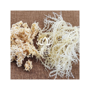 MOST WANTED Raw Seamoss <b>Dried</b> Sea <b>Moss</b> Seaweed Ingredient for Dessert Making and Smoothie Preparation Bulk Wholesale Supply - Product Image 1