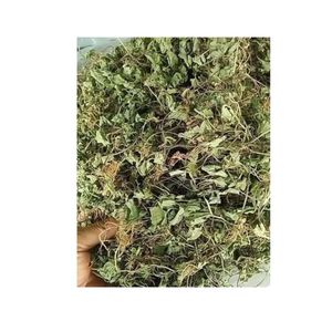 ชาสมุนไพรใบบัวบกออร์แกนิก: ใบเซนเทลล่าเอเชียติก้าแห้ง คุณภาพส่งออก ใบเซนเทลล่าสีเขียว ตากแห้งด้วยแสงแดดตามธรรมชาติในเวียดนาม - Product Image 4