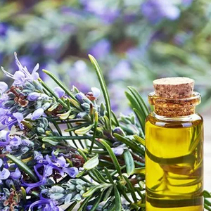 Huile de romarin naturelle, parfum frais et boisé, extrait essentiel pur, source fiable en gros, au prix le plus bas - Product Image 2