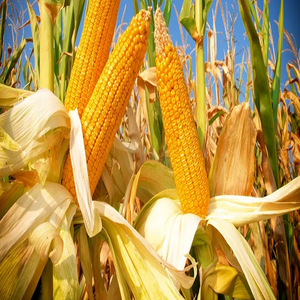 Granos de Maíz Amarillo Premium a Granel para Alimentación Animal y Procesamiento de Alimentos, Sin GMO, Alta Calidad, Disponible en Empaques a Granel - Product Image 5