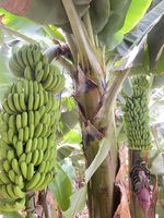 Vietnam Geteelde Cavendish Bananen Met Gladde Gele Schil Zoete Smaak Ideaal Voor Winkelketens Groothandel En Wereldwijde Verzending