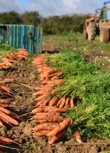 Légume biologique frais, nettoyé et lavé à l'eau, orange et carotte, à forte teneur en jus, brillant et sucré, produit agricole, qualité export en vrac - Product Image 5
