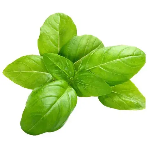 Atacado Fornecedor Basil Óleo Essencial Vela Fazendo Basil Fragrance Oil 100% puro orgânico manjericão óleo essencial a granel Exportador