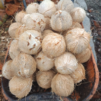 Verse, rijpe, half-ontdopende Indonesische premium kwaliteit kokosnoot, beige tropisch fruit, natuurlijke bruine schaal, exportkwaliteit, heel.