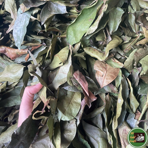 Feuilles de corossol séchées, qualité Vietnam, séchées au soleil, produit naturel utilisé dans les mélanges de saveurs pour le thé et l'industrie des herbes. - Product Image 3