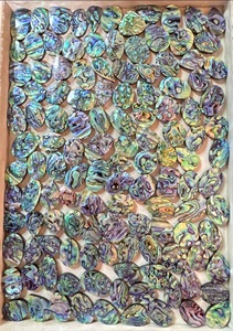 Natural Abalone Shell Carved Cabochon with Iridescent Color Play – Premium Jewelry Gemstone for Custom Design & Wholesale Bulk, - Product Image 4