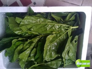 Hojas de Noni Secas Premium – Hojas de Noni Naturales para Uso Herbal y Libres de Químicos // Mr.Tom - Product Image 6