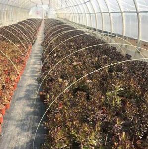 High Tensile UV Resistance Pultruded FRP Fiberglass for Grape Trellis Small Greenhouse Shed - Product Image 2