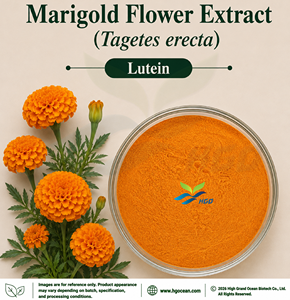 โรงงาน HGO จัดจำหน่ายสารสกัดดอกดาวเรืองบริสุทธิ์จากธรรมชาติ (Tagetes erecta) เกรดอาหาร ลูทีน 5%-20% สารสกัดมาตรฐาน - Product Image 1