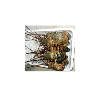 Homard Vivant / Queues de Homard de Thaïlande à Prix Compétitif, Vente en Gros en Vrac pour l'Exportation - Product Image 3