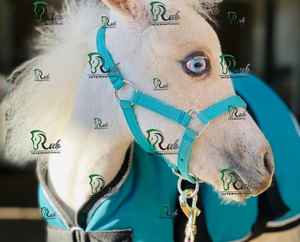 Licol en cuir réglable de qualité supérieure pour cheval - Double couche durable avec quincaillerie robuste, style selle anglaise - Product Image 1