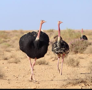 North <b>African</b> Ostrich Breeding Birds for Wholesale Buyers and Farm Owners - Product Image 3