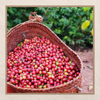 Meilleur Prix Grains De Café Arabica Vert De Haute Qualité Lavé Humide-Poli Fabriqué Au Viet Nam Produits De Gros À Bas quantité minimale de commande
