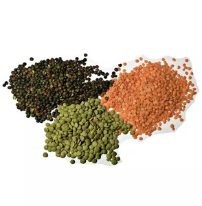 Lentilles blanches Urid Dal de qualité supérieure, riches en protéines, biologiques, pour une cuisine saine et une nutrition quotidienne, à prix et qualité d'exportation. - Product Image 2