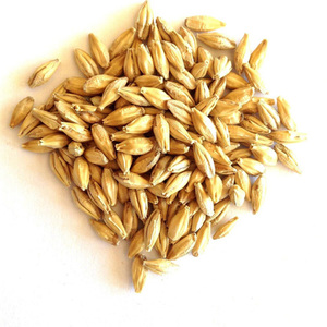 Hot Sales HIGH GRADE <b>BARLEY</b> MALT GRAINS FOR HUMAN CONSUMPTION - Product Image 5