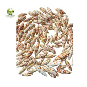 Conchas Decorativas de Primera Calidad para Bodas en la Playa y Decoración Náutica - Product Image 6